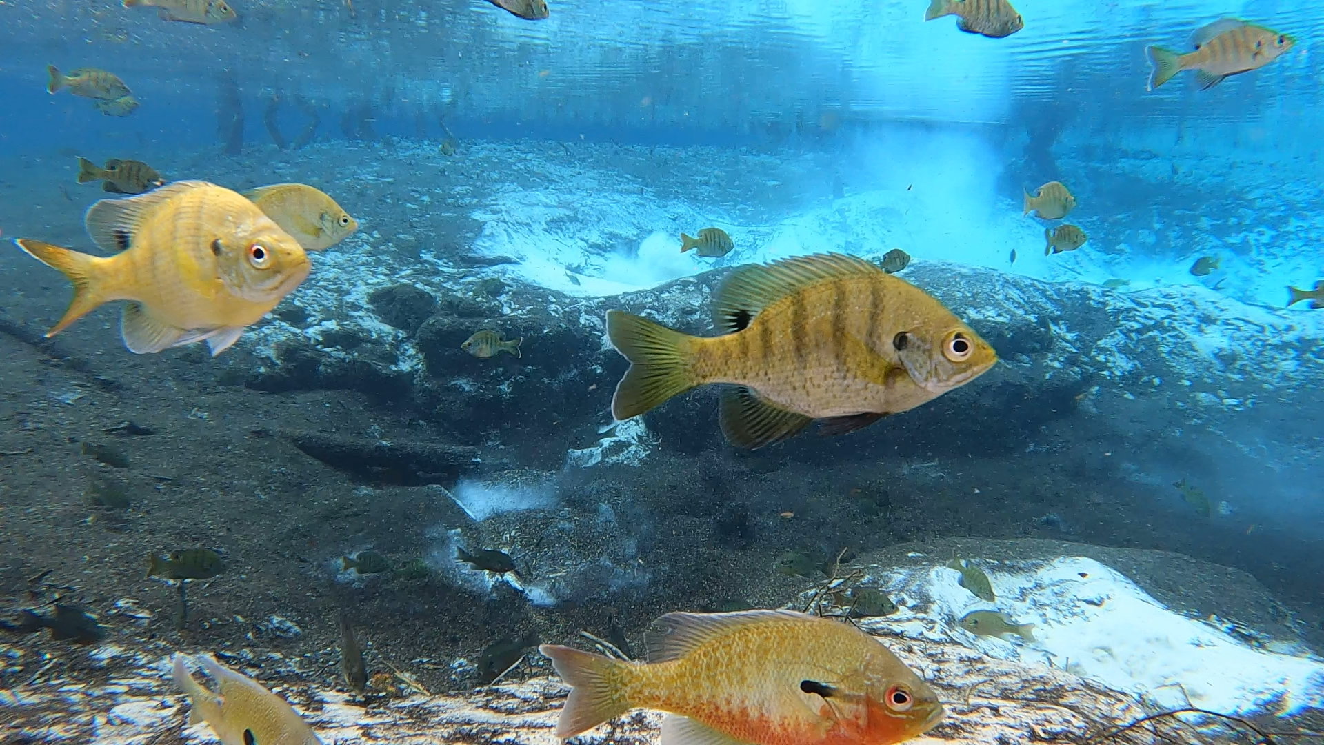 Fish in Cannon Springs